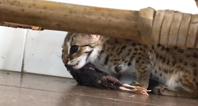 河南洛阳出现“石虎”，躲在草丛中被无人机拍到，眼神非常警惕