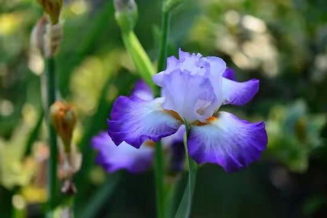 属猪人，不适合在一起的四生肖