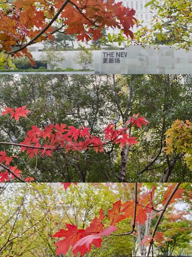 美爆！北京全城红叶上线！还有绝美花海！