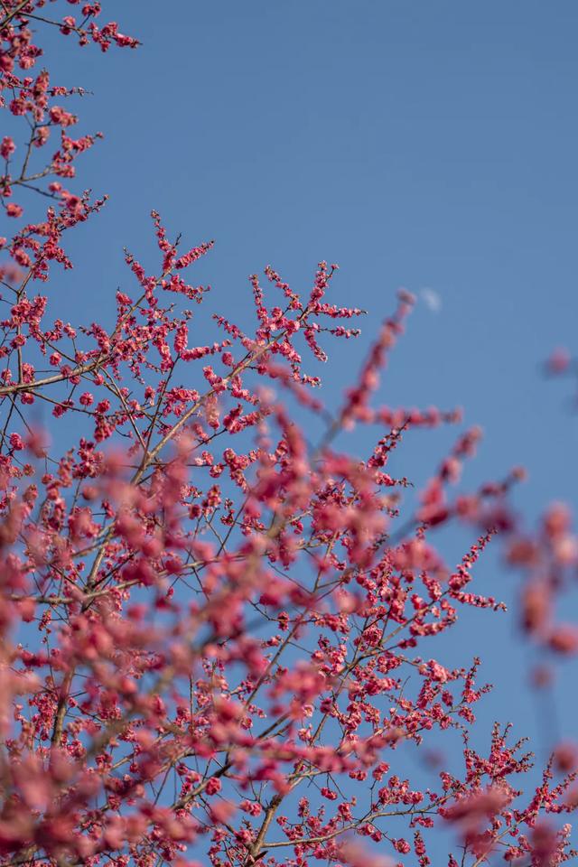 太期待了！接下来的洛阳，是这样的...