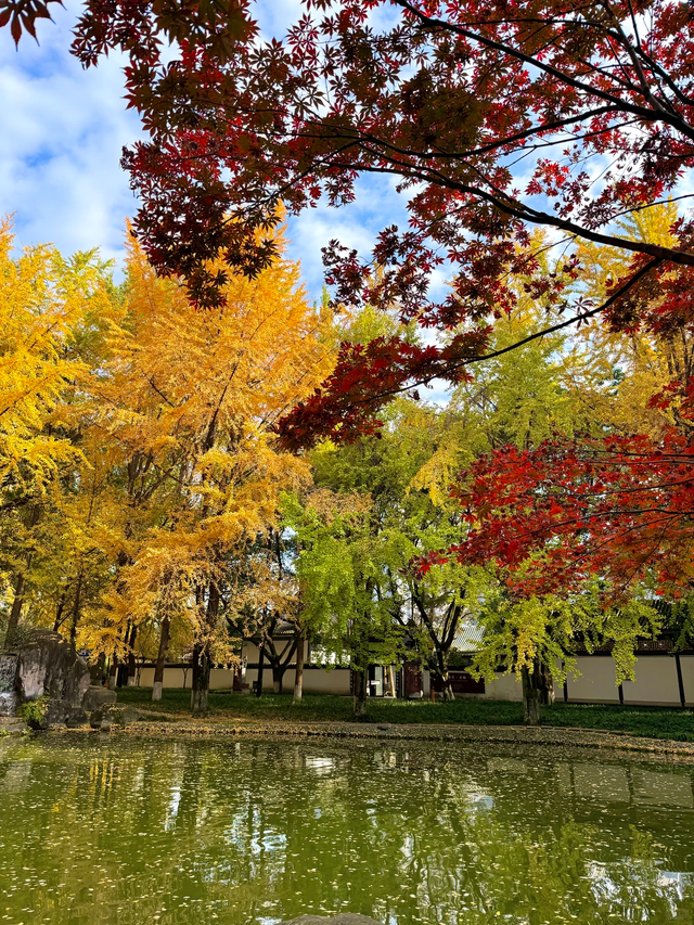银杏浓度100%！成都人民拍照好去处，温江这3个地方千万别错过！
