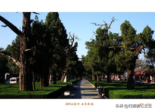 山东行游影记（225）—曲阜孔林（一）