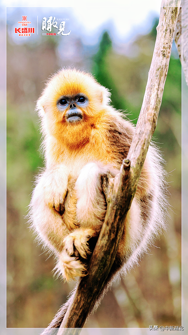 【瞰见】神农架：让心灵与自然共鸣