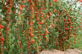 行走一线|宁夏：金融机构“量体裁衣” “链”起中宁枸杞大产业图片