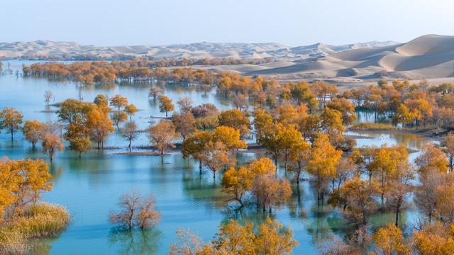 10月观赏最佳，国内10大胡杨林，21天黄金观赏期，秋日的金色盛宴