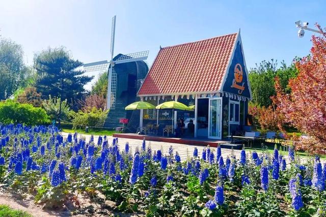 半日休闲游玩 | 牡丹+流苏+多巴胺花海，好拍到停不下来