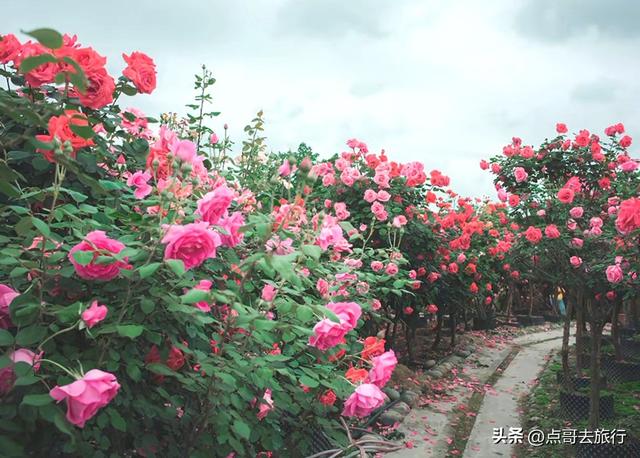 成都玫瑰、月季花开爆了，免费才最美，采摘玫瑰低至1元，划算！