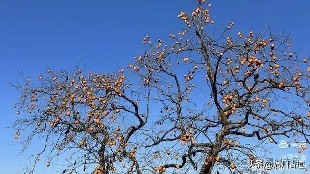 醉美林坑晒秋！这条连接两个避世古村落的省一级古道，周末可走起