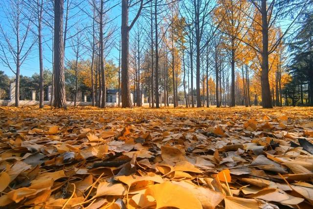 发现丰台之美 | 秋末冬初 落叶静美🧡