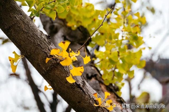 陕西渭南：人和公园亭台楼阁 秋色宜人 风光无限好