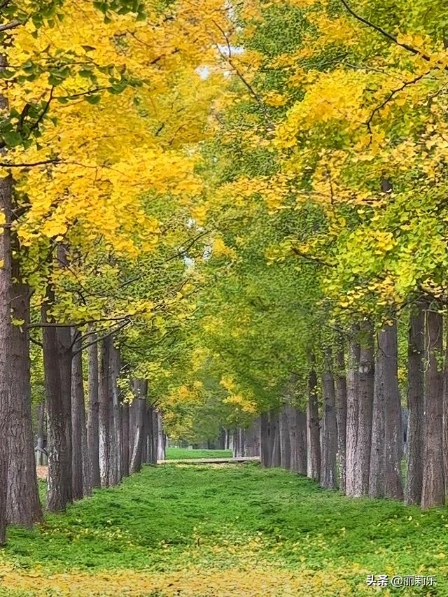 被这片银杏林狠狠治愈后，我才明白：原来幸福藏在这些瞬间里