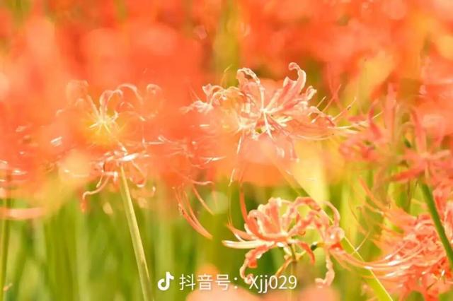汉中这片彼岸花已进入最佳观赏期！