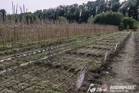 乌鲁木齐市民热衷租地种菜图片