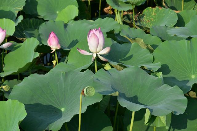 山东泰安东平稻屯洼湿地公园的荷花仙子