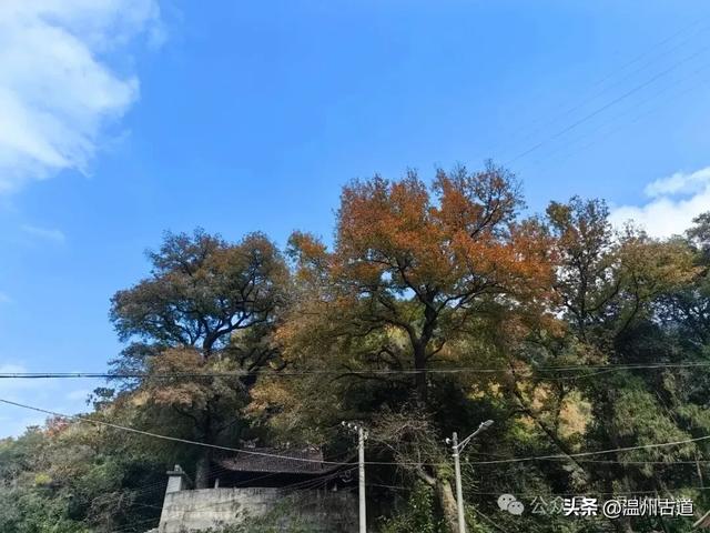 温州这两条知名红枫古道已经红啦!周末是最佳观赏期,不要错过!