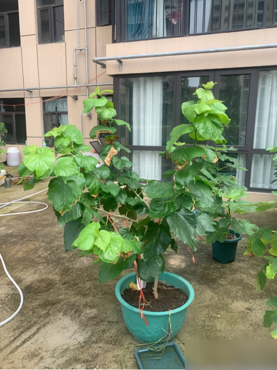 阴树不能进阳宅，老祖宗告诫：不管院子多大，这5种树最好都别种
