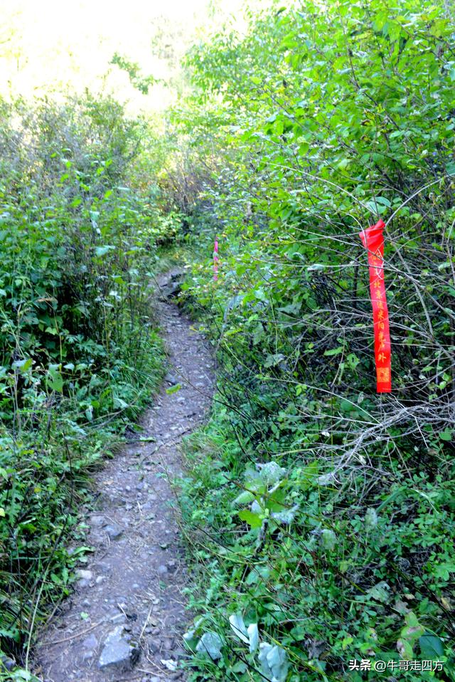 延庆应梦寺（五）：山巅极目收千嶂，林海听风涤尘心