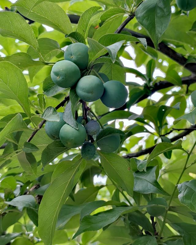 华阳、仁寿二县之九沟十八岔