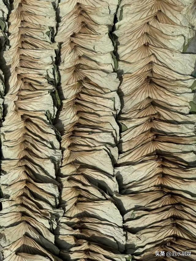 咔嚓🤳！抓住济宁秋天的“小尾巴”~