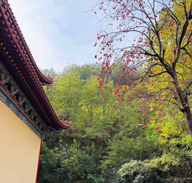 黄土里的鲸鱼：白鹿原上，关中竹海，暖如阳春，幽似江南