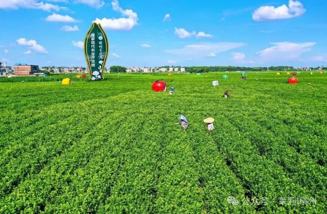 文旅盛宴·茉莉有约！2025年横州茉莉花文化节精彩活动抢先看→