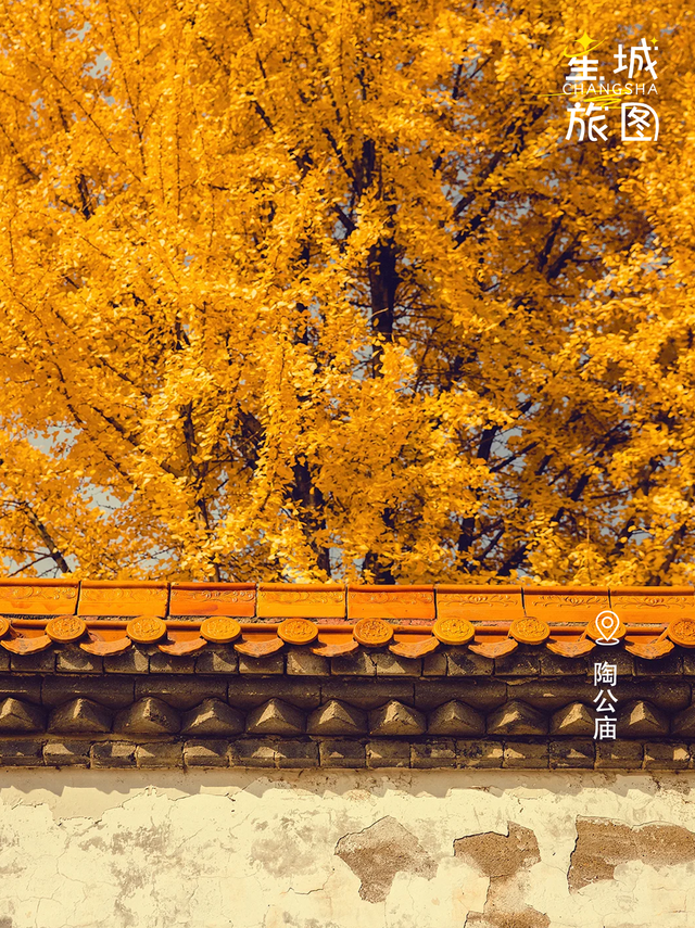 星城鎏金，银杏逐光