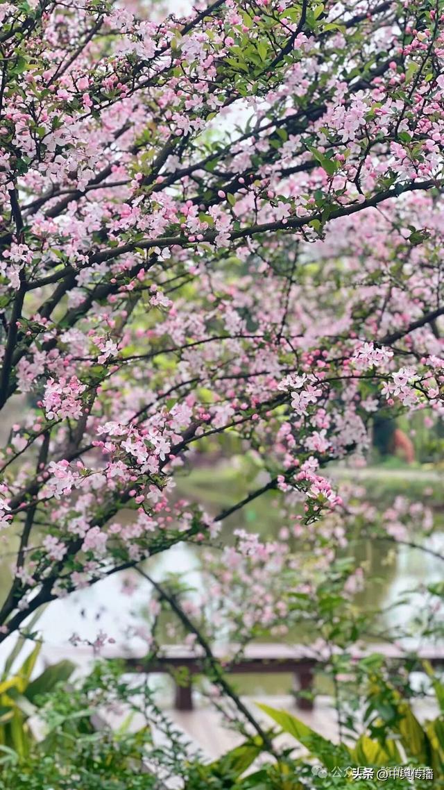 邂逅春日美景·凝聚奋进力量——隆投集团2026年春游活动圆满举行