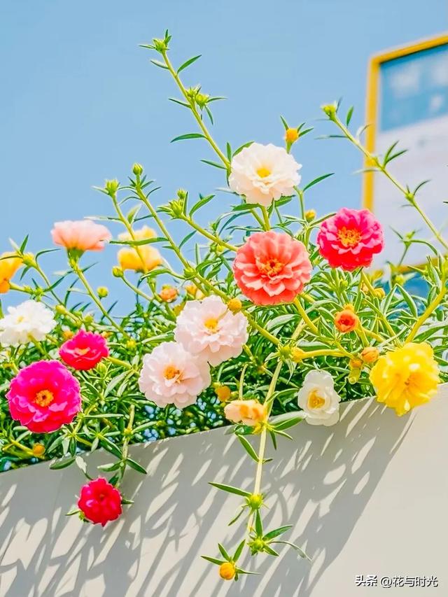 分享图片～锋兰达～姿态优雅，鲜艳夺目，幽雅清香的太阳花