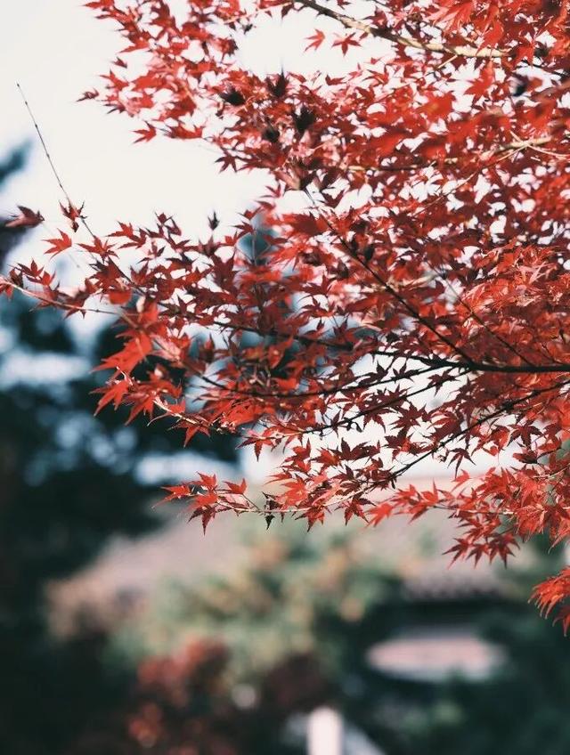 江阴版“西红柿炒蛋”，上线了！