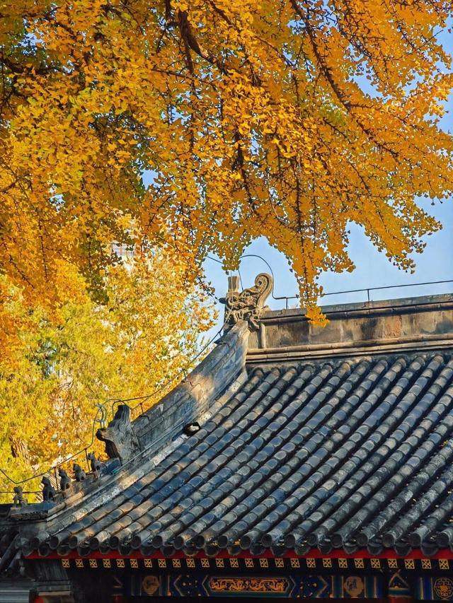出片率100%！是时候来“京西小故宫”，邂逅一抹银杏黄