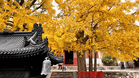 你去过，昌平和平寺吗？有银杏树打卡！