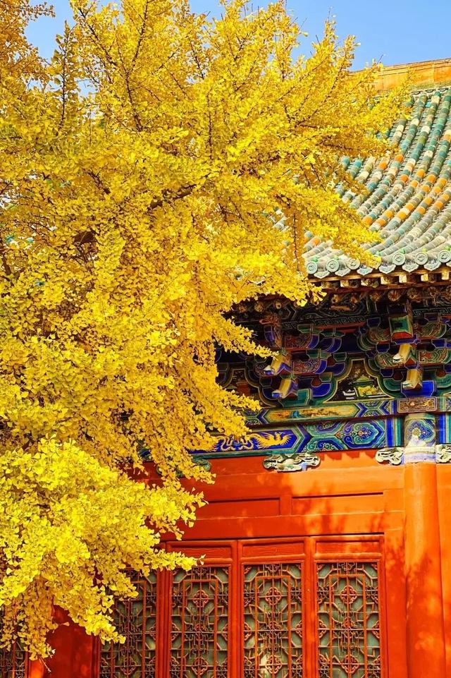 太原市迎泽区：金秋迎泽｜银杏绘就的时光画卷