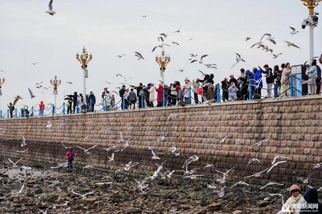 31年鸥声相伴！青岛绘就人与自然和谐新图景