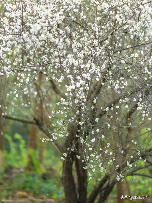 成都第一波樱花开了？？