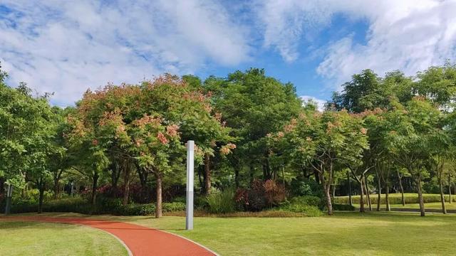 最近，不少深圳人都在捡！发图狂晒战绩，“有一种寻宝的感觉”