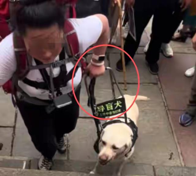 带导盲犬爬泰山的夫妻被网友批评，导盲犬芬迪看着非常累