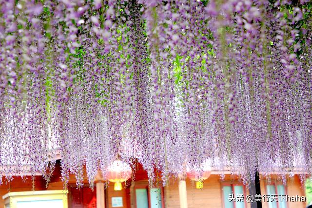 玉渊潭公园紫藤花开，诗意满满，演绎“一帘幽梦”的极致浪漫