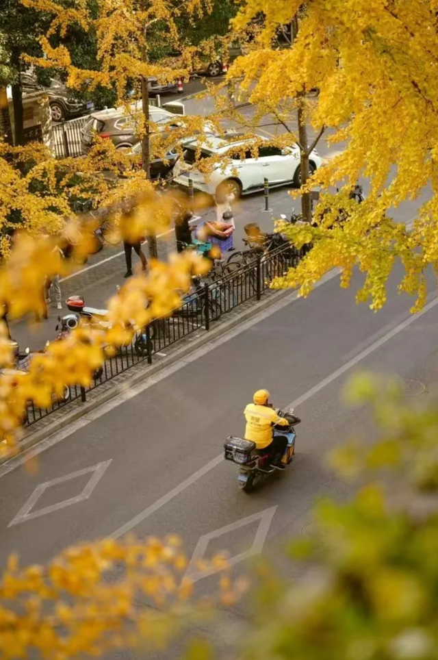 出片率100%！上海人都在找这个“限定露台”！这条“银杏大道”好拍又好吃！