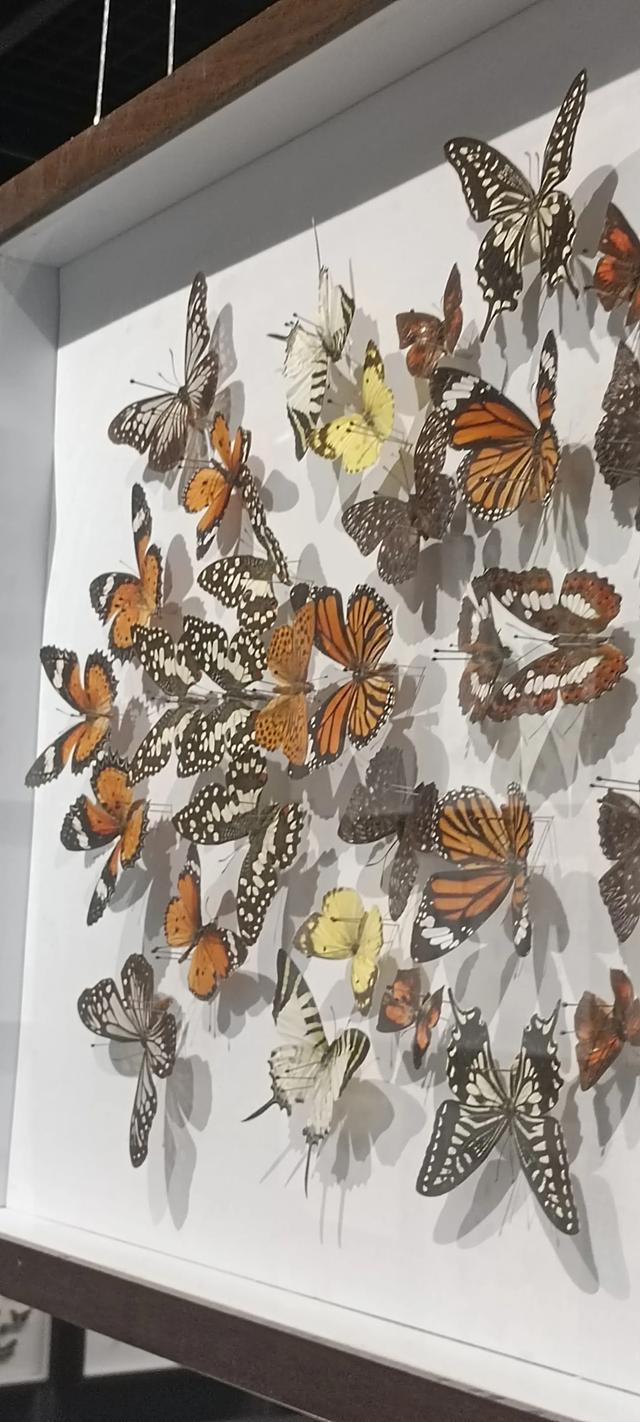 西安长安云昆虫展你来了吗