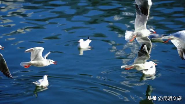 跟着滇超游昆明 | “鸥”然心动！打卡日记已备好，观鸥季精彩继续~