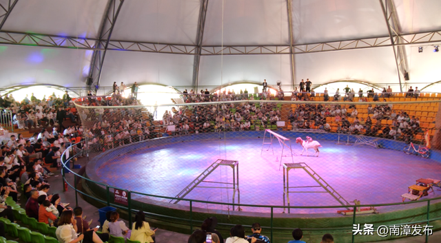 限时福利！南漳金秋菊展结束倒计时，入园参观送菊花……