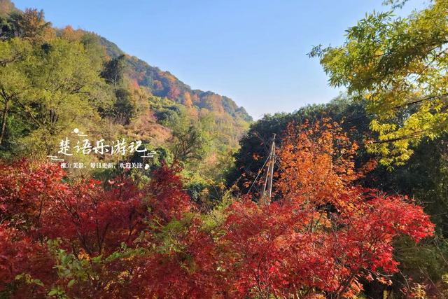 浙江宁波发现一条新的红枫古道，沿途风景犹如油画，拍照太出片