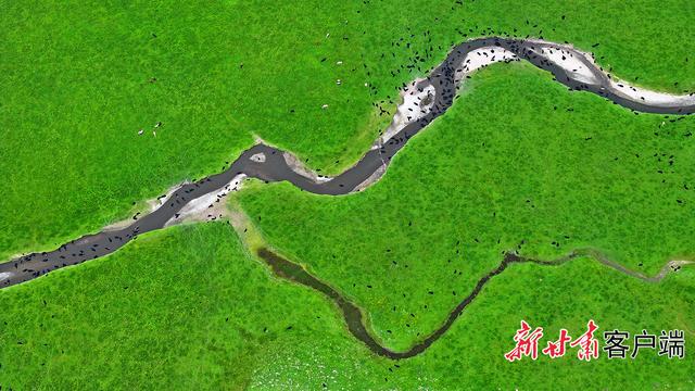 夏日阿万仓：水系成脉 生灵共栖