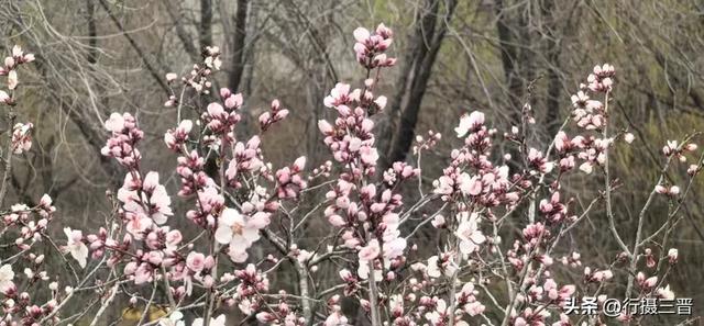 汉服古韵迎佳节 别样三八绽芳华——万荣李家大院妇女节人气火爆