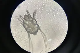 耳螨——被宠物主人不屑一顾的寄生虫，到底危害有多大图片