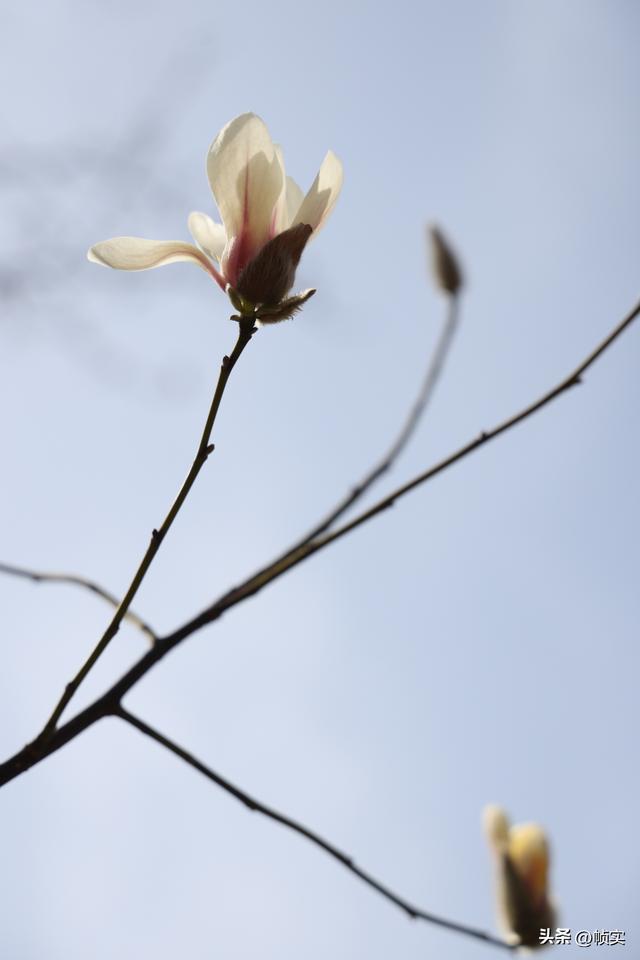 娇艳欲滴清新怡人，上海市花白玉兰竞相绽放美不胜收