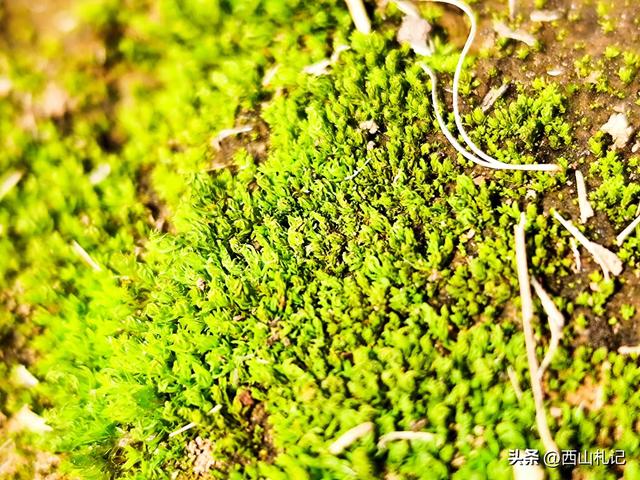 五线小城里的银杏大道，美翻全网的深秋景色原来在这里