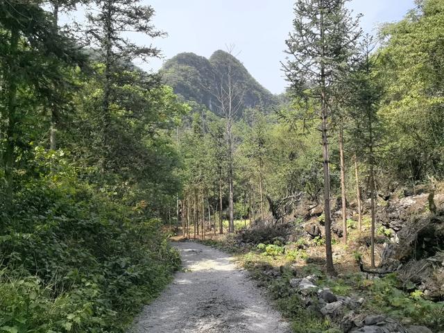 带小朋友去贵州茂兰,连环探洞加漏斗原始森林徒步二日游全攻略!