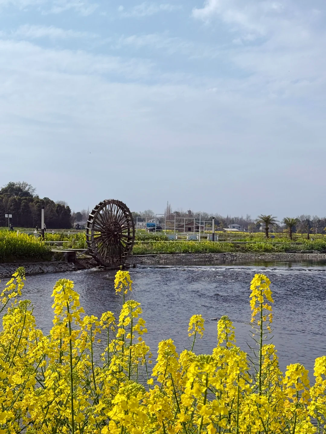 成都1h春游宝藏地，小众景美0元玩一天，百花齐放超美，快收藏！