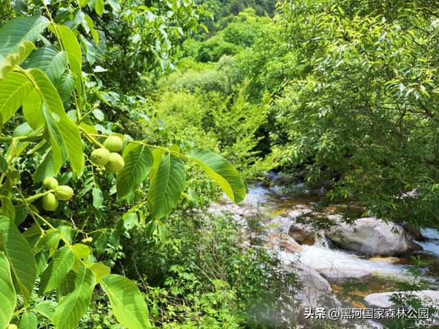 夏季避暑有“凉”方,黑河山水邀你共赴清凉盛宴!